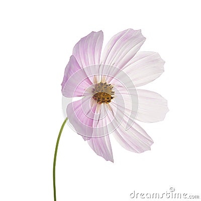 Beautiful pastel pink flowers isolated at white Stock Photo