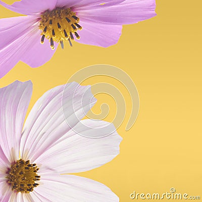 Beautiful pastel pink flowers Stock Photo