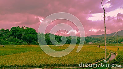 Beautiful pastel of rice fields and greenery extends. Stock Photo