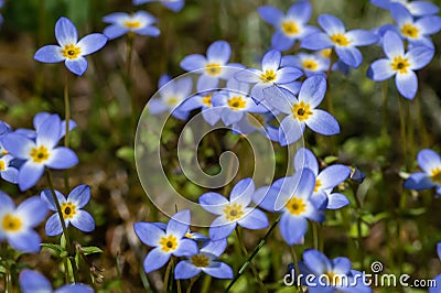 Beautiful Patch of Bluets Blooming Along the Blue Ridge Parkway Stock Photo