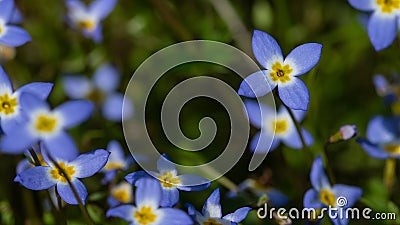 Beautiful Patch of Bluets Blooming Along the Blue Ridge Parkway Stock Photo