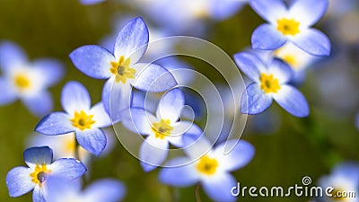 Beautiful Patch of Bluets Blooming Along the Blue Ridge Parkway Stock Photo