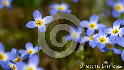 Beautiful Patch of Bluets Blooming Along the Blue Ridge Parkway Stock Photo