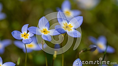 Beautiful Patch of Bluets Blooming Along the Blue Ridge Parkway Stock Photo