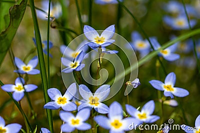 Beautiful Patch of Bluets Blooming Along the Blue Ridge Parkway Stock Photo