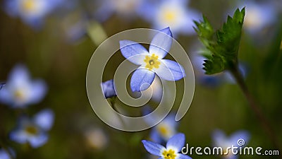 Beautiful Patch of Bluets Blooming Along the Blue Ridge Parkway Stock Photo