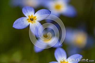 Beautiful Patch of Bluets Blooming Along the Blue Ridge Parkway Stock Photo