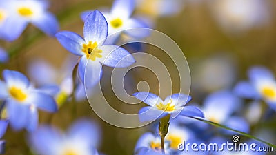 Beautiful Patch of Bluets Blooming Along the Blue Ridge Parkway Stock Photo