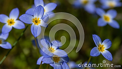 Beautiful Patch of Bluets Blooming Along the Blue Ridge Parkway Stock Photo