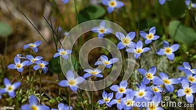 Beautiful Patch of Bluets Blooming Along the Blue Ridge Parkway Stock Photo