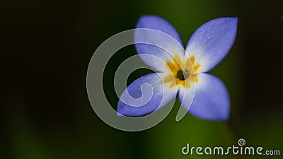 Beautiful Patch of Bluets Blooming Along the Blue Ridge Parkway Stock Photo