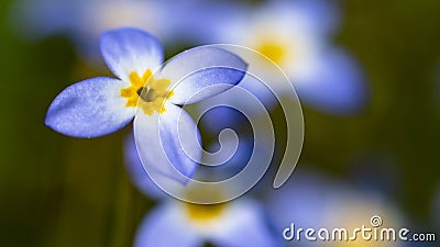 Beautiful Patch of Bluets Blooming Along the Blue Ridge Parkway Stock Photo