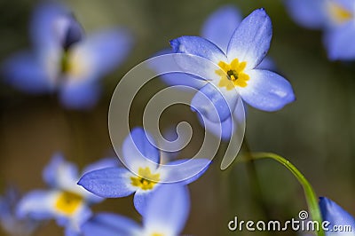 Beautiful Patch of Bluets Blooming Along the Blue Ridge Parkway Stock Photo