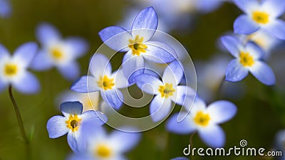 Beautiful Patch of Bluets Blooming Along the Blue Ridge Parkway Stock Photo