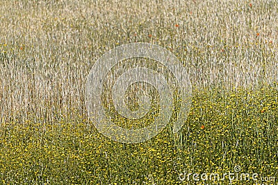 Beautiful patch of spring flowers Stock Photo