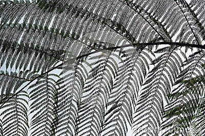 Beautiful patern of fern leaves isolated on white sky Stock Photo