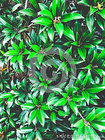 A beautiful patern of green plant with a moody effect which make super background, pattern, grass, background, wallpaper Stock Photo