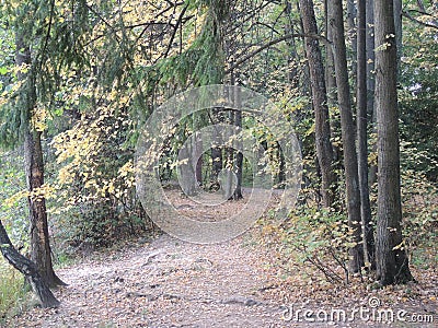Beautiful path with grass and pines around and some brown fallen leaves Stock Photo