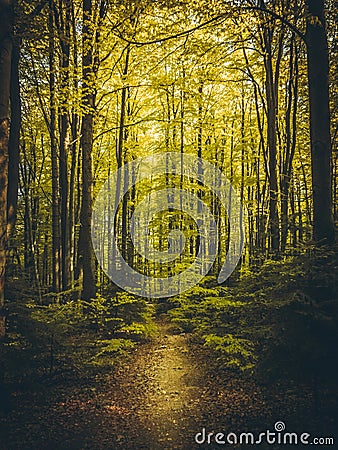 Beautiful path in summer forest Stock Photo