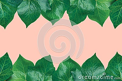 Beautiful pattern from fresh green ivy leaves arranged in top and bottom border frame on light pink background. Banner Poster Stock Photo