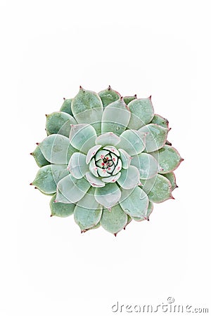 Beautiful pattern of green succulents isolated on white background. Flat lay, top view. Stock Photo