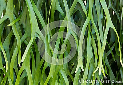 Beautiful pattern of leaves Stock Photo