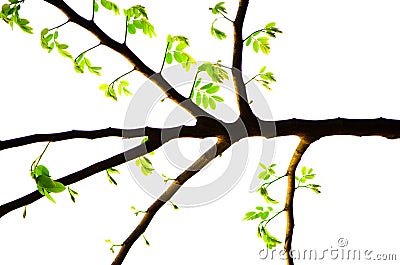 Beautiful pattern of twigs with green spring leaves sprouts isolated on white background. Stock Photo