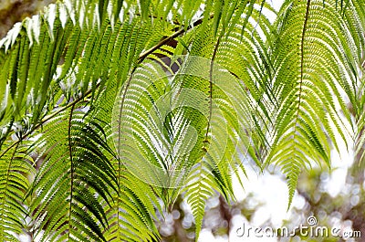 Beautiful patterns created by giant fern leaves in forest near K Stock Photo