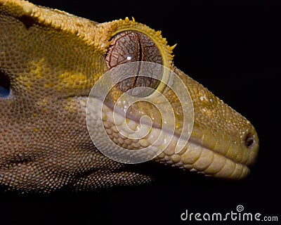 Beautiful patters of a Crested Gecko`s eye Stock Photo