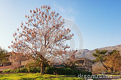 Beautiful Paulownia tomentosa princess tree in bloom on sunny spring day Stock Photo