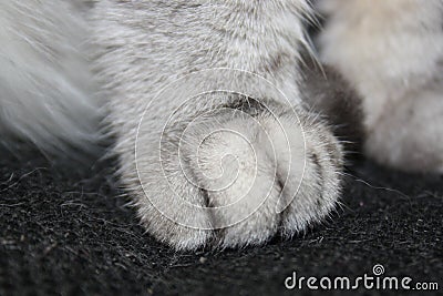 Paws of a silver cat close up Stock Photo