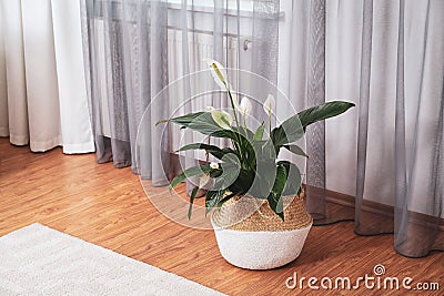 Beautiful peace lily in wicker pot near window indoors. Interior design idea Stock Photo