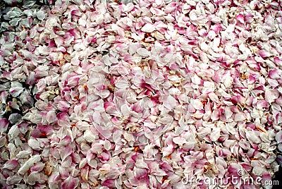 Petals all over the ground Stock Photo