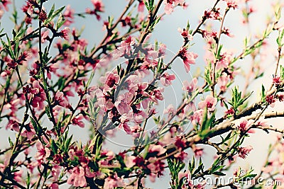 Beautiful peach blossom in spring time over blue sky. Blossom tree over nature background Stock Photo