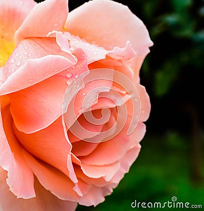 Peach rose with water drops Stock Photo