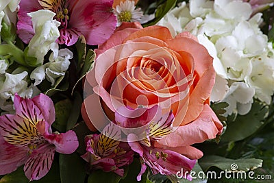 A Close-Up of a Beautiful Bouquet of a Salmon Rose and Adjoining Flowers that Complement the Beautiful Rose Stock Photo