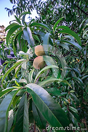 Beautiful peach tree with ripe peaches Stock Photo