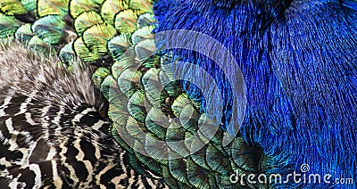 Beautiful peacock feathers as background Stock Photo