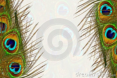 Beautiful peacock feathers as background with text copy space Stock Photo