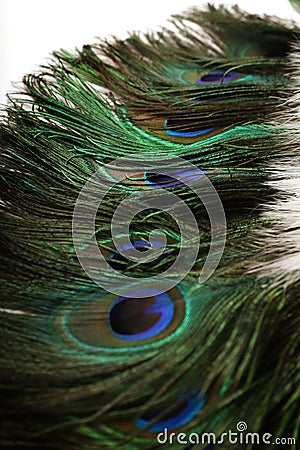 Beautiful Peacock Feathers Background Stock Photo