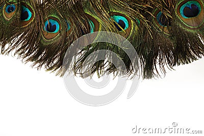 Beautiful Peacock Feathers Background Stock Photo