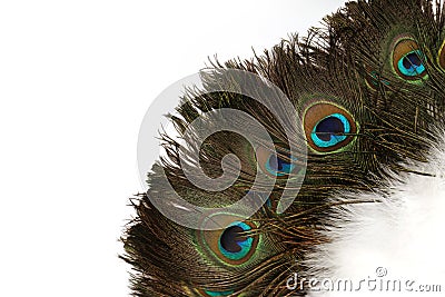Beautiful Peacock Feathers Background Stock Photo