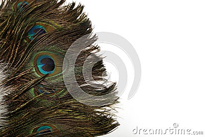 Beautiful peacock feathers on a white background Stock Photo