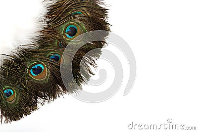 Beautiful peacock feathers on a white background Stock Photo