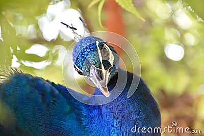 Close up of a beautiful peacock head Stock Photo