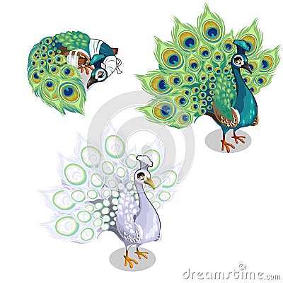 Beautiful peacock and injured peacock. Vector Vector Illustration