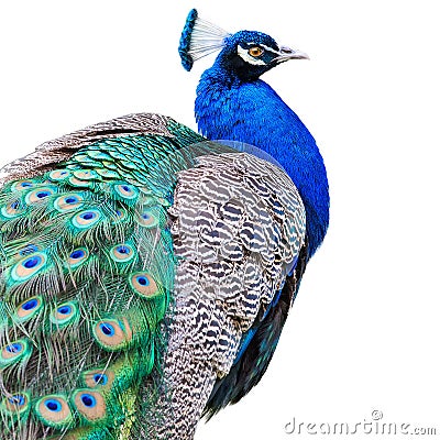 Beautiful Peacock Isolated On White Background Stock Photo