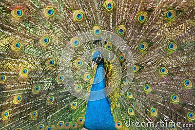 Beautiful peacock Stock Photo