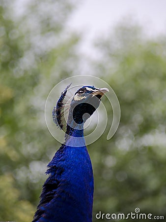 Beautiful peacock in a soft-focus Stock Photo