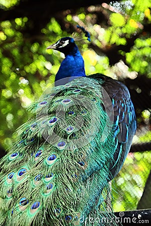 A beautiful peacock tail features Stock Photo